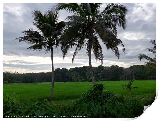 rice field and coconut tree under cloudy sky Print by Anish Punchayil Sukumaran
