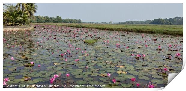 full of water lilies in a river in Kerala  Print by Anish Punchayil Sukumaran