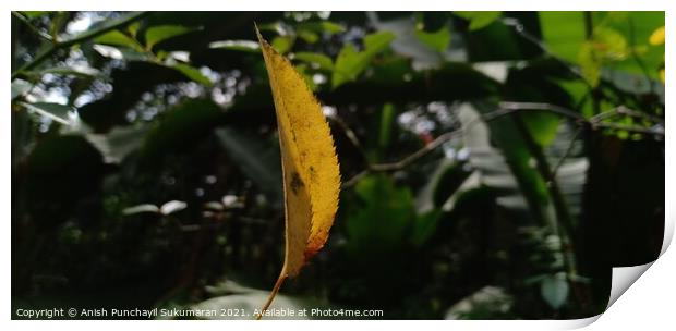 Yellow leaf of Rose plant hanging on a spider web Print by Anish Punchayil Sukumaran