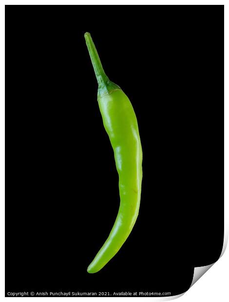 fresh green chili in black background Print by Anish Punchayil Sukumaran