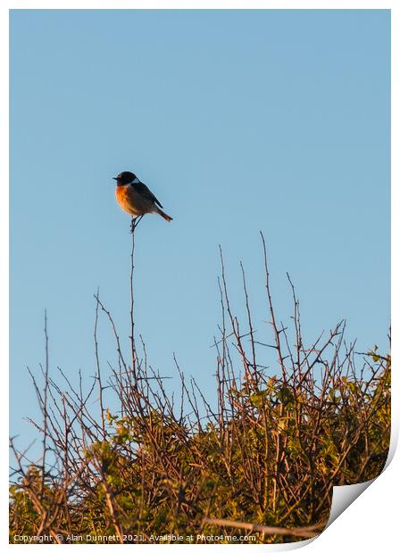 Stonechat singing out at sunset Print by Alan Dunnett