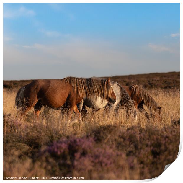 Shropshire ponies  Print by Alan Dunnett