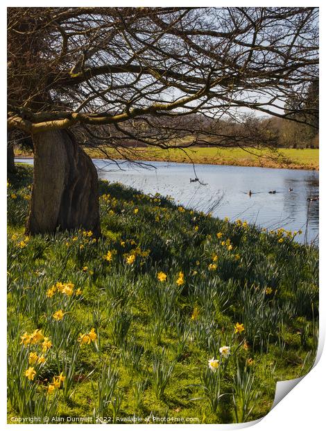 Daffodils Blooming Print by Alan Dunnett