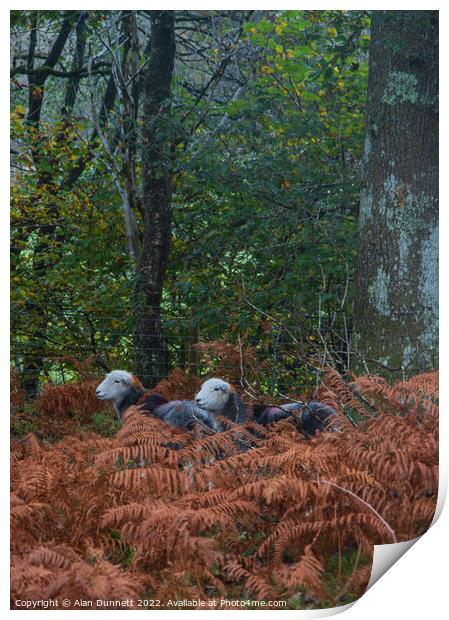 Autumn Herdwicks Print by Alan Dunnett