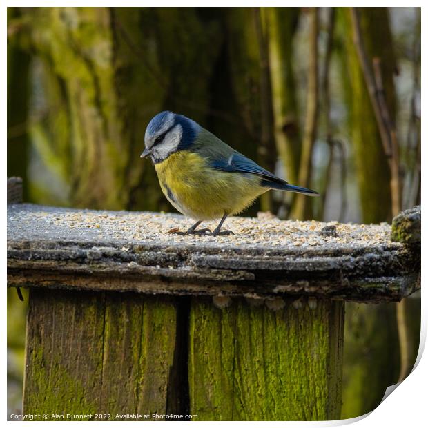 Bluetit at the table Print by Alan Dunnett