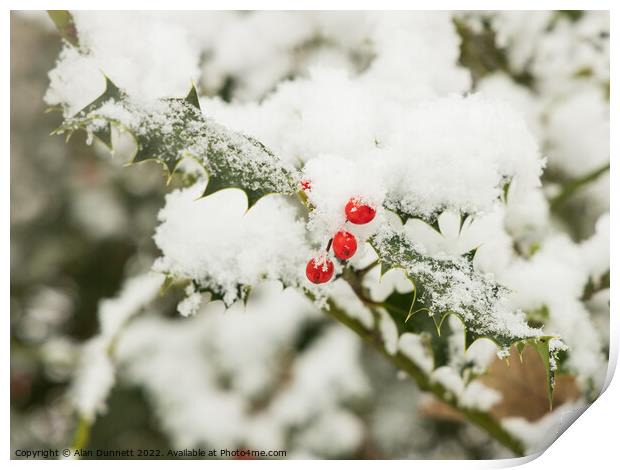Snow berries Print by Alan Dunnett