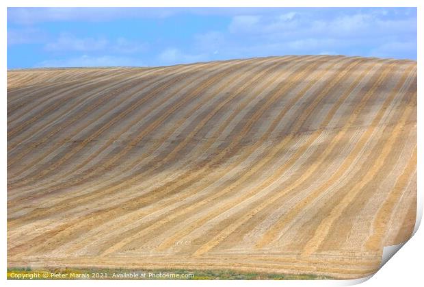 Freshly harvested corn fields Print by Pieter Marais