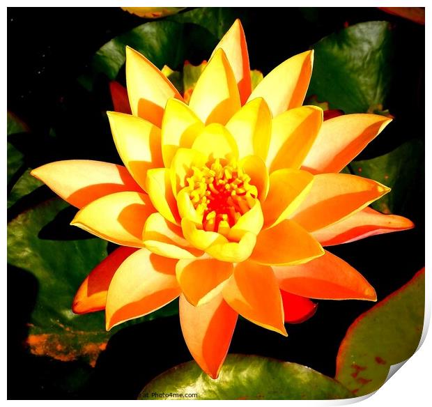 Water Lilly South africa Print by Pieter Marais