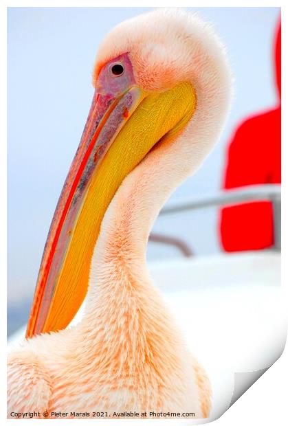 Pelican close up Print by Pieter Marais