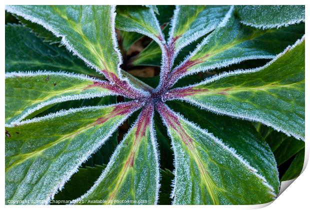 Frosty Hellebore leaf closeup Print by Photimageon UK