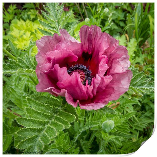 Oriental poppy flower Print by Photimageon UK