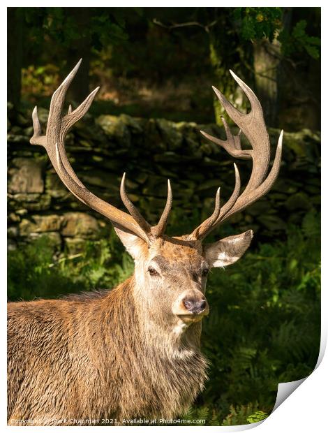 Red deer stag with antlers Print by Photimageon UK