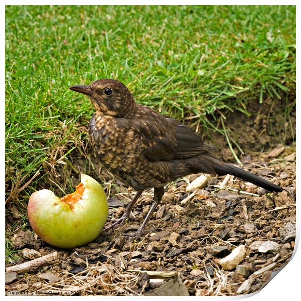 Juvenile Blackbird eating fallen apple Print by Photimageon UK
