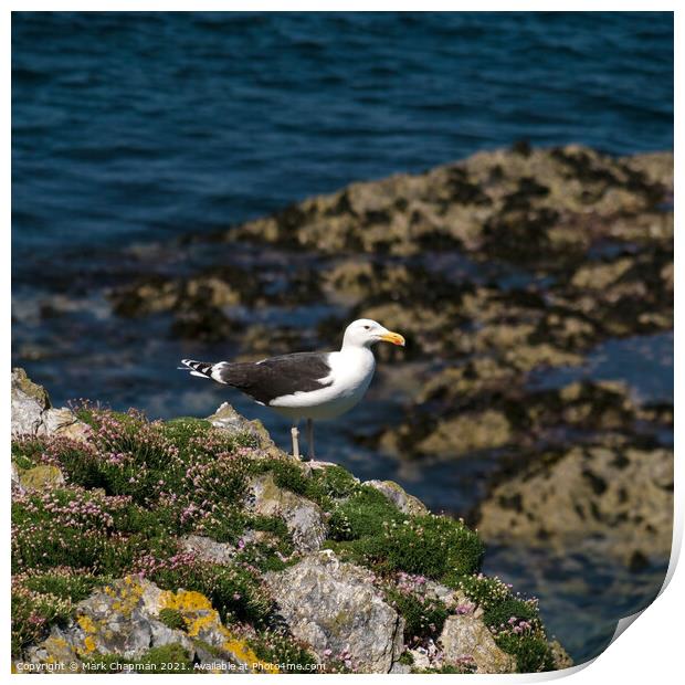 Great Black Backed Gull, Larus Marinus Print by Photimageon UK