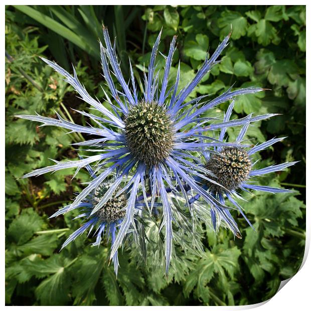 Sea Holly Print by Photimageon UK