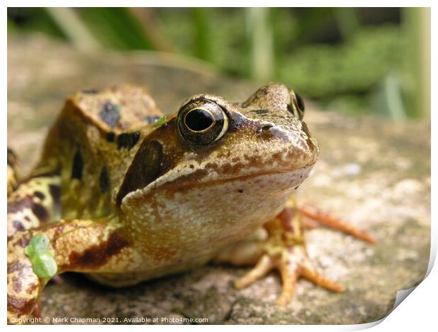 Common Frog closeup Print by Photimageon UK
