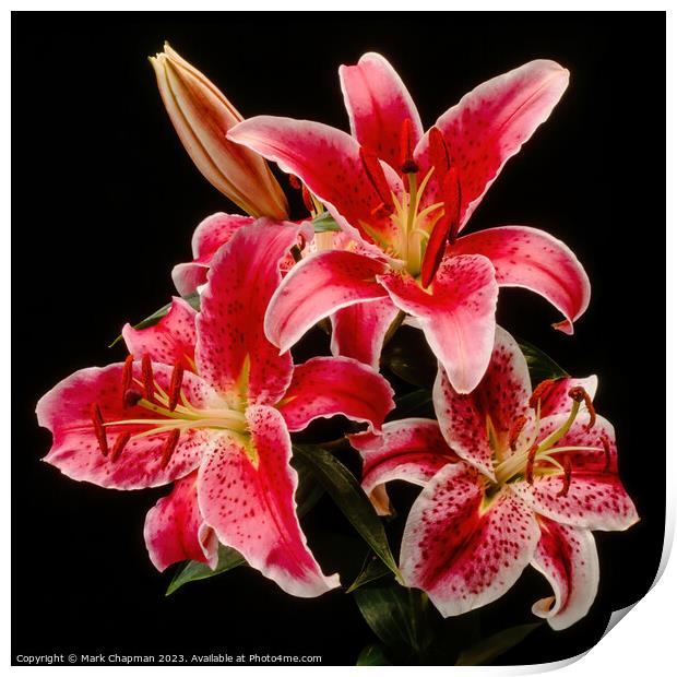 Pink day lilies Print by Photimageon UK