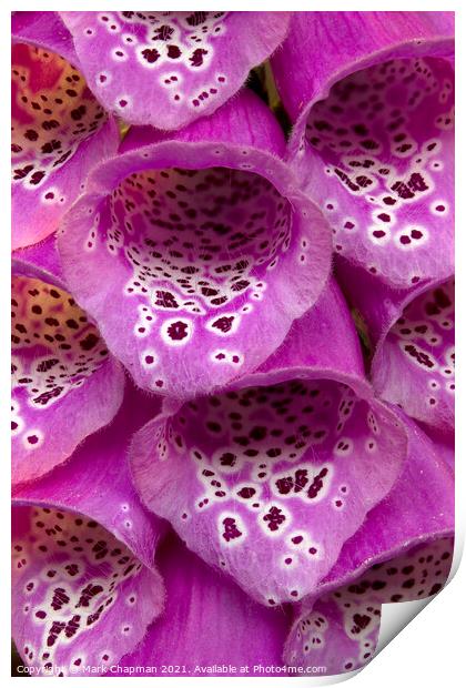 Purple Foxglove flower closeup Print by Photimageon UK