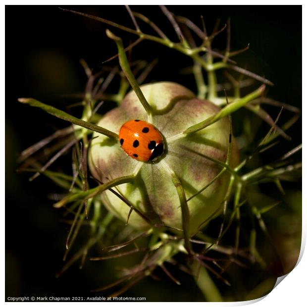 Single ladybird on Love in a Mist seedhead Print by Photimageon UK