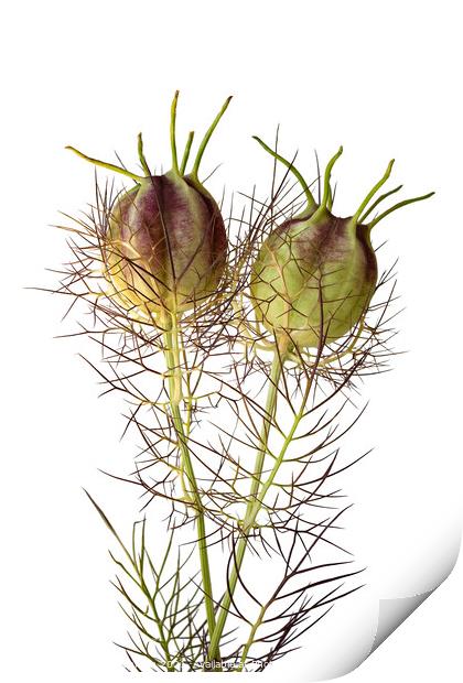 Love in a Mist seedheads Print by Photimageon UK