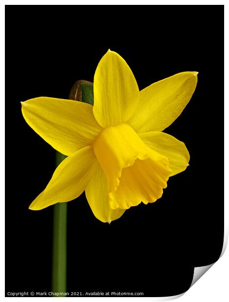 Single yellow daffodil flower Print by Photimageon UK