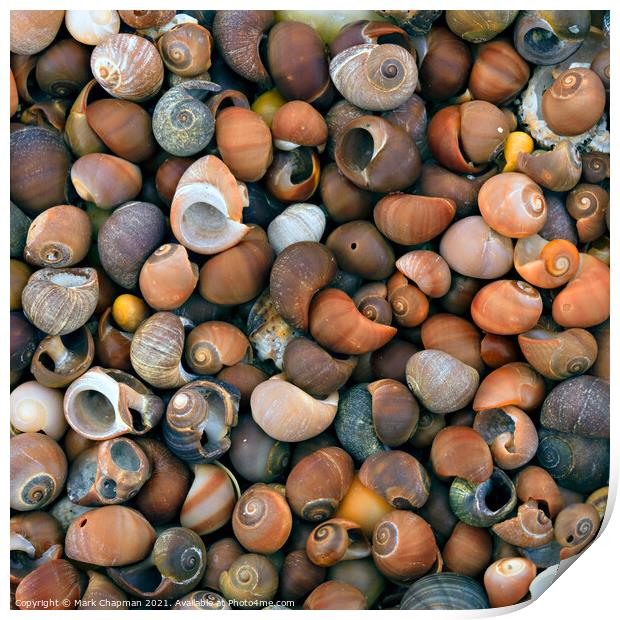 Colourful beach seashells, Ardskenish, Isle of Colonsay, Scotland Print by Photimageon UK