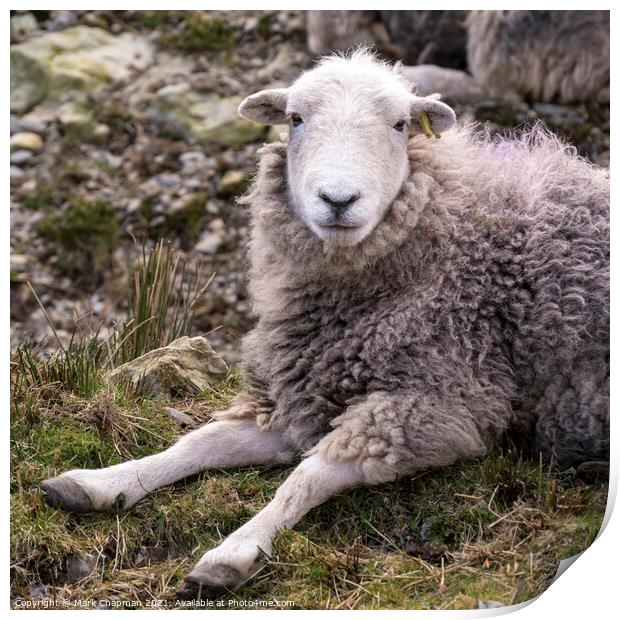 A woolly Lakeland Herdwick sheep lying on grass Print by Photimageon UK