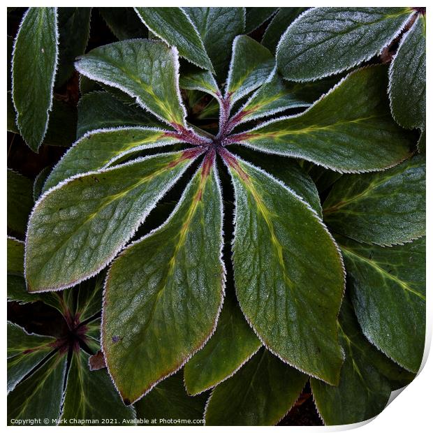 Hoar frost on green Hellebore plant leaves Print by Photimageon UK