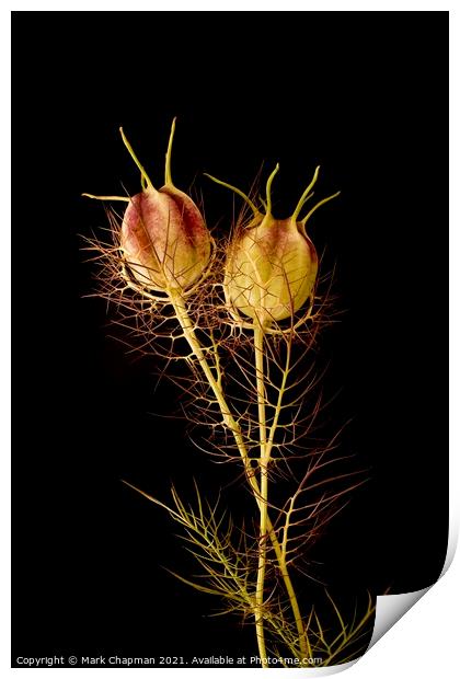 Two Love in a Mist seedheads on black background Print by Photimageon UK