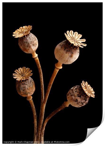 Four dried poppy seedheads Print by Photimageon UK