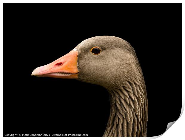 Greylag goose head Print by Photimageon UK