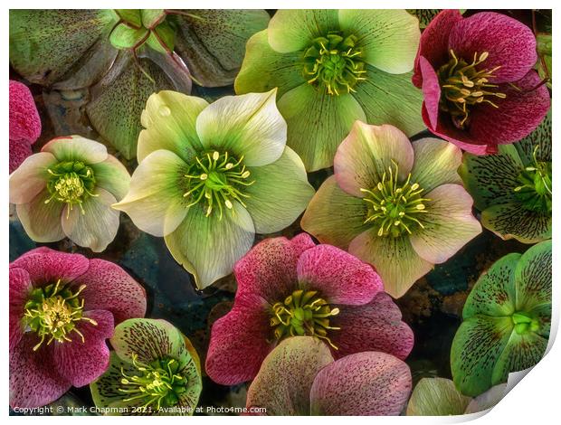Hellebore flowers Print by Photimageon UK