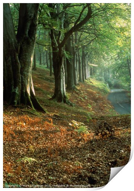 Soft light on row of Autumn Beech Trees, Grizedale Print by Photimageon UK