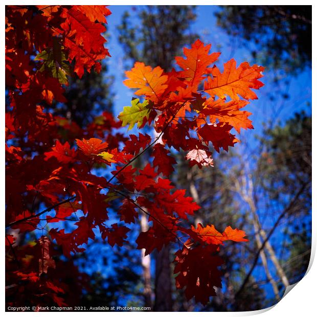 Red Oak (Quercus Rubra) Leaves, New England, USA Print by Photimageon UK