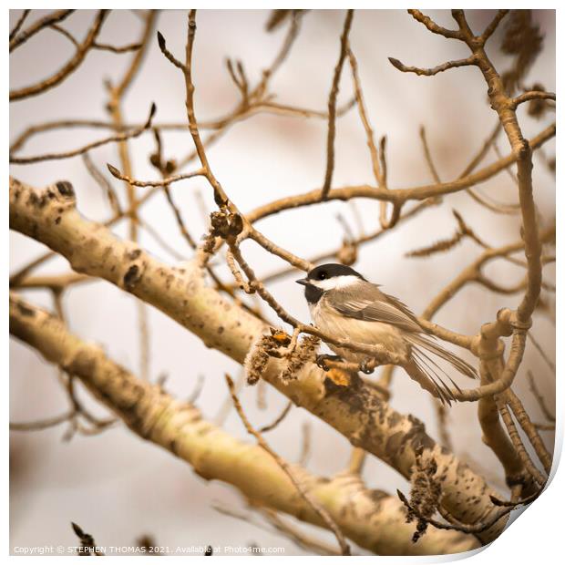 Chickadee In Poplar Tree 1 Print by STEPHEN THOMAS