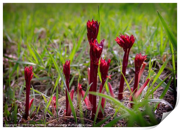 Peony Shoots Print by STEPHEN THOMAS