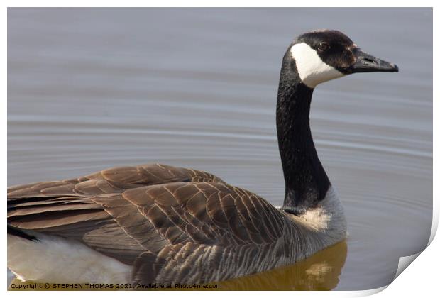 Swimming Canada Goose  Print by STEPHEN THOMAS