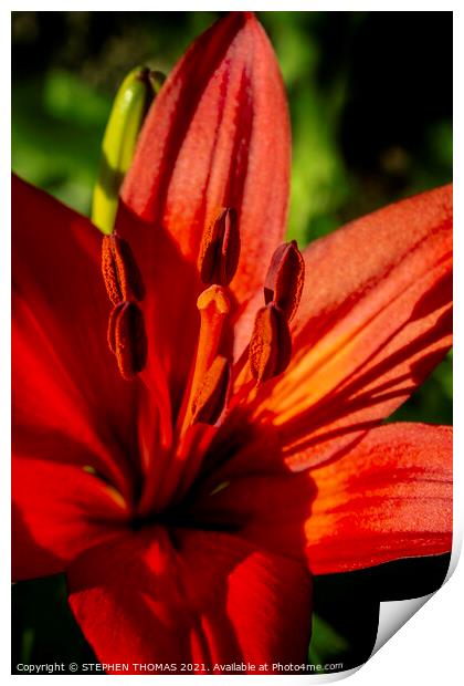 Red Lily For Canada Day Print by STEPHEN THOMAS