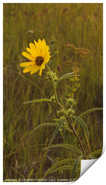 Lone Flower in a meadow  Print by STEPHEN THOMAS