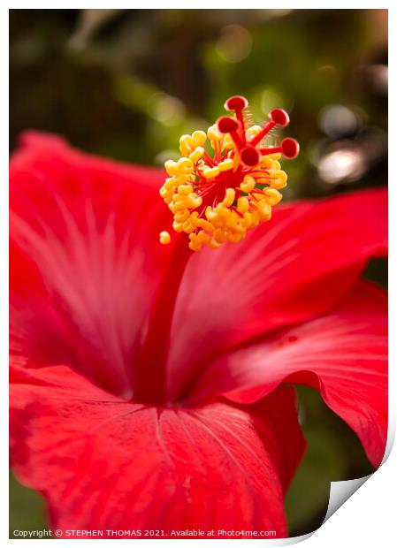 Red Hibiscus Print by STEPHEN THOMAS