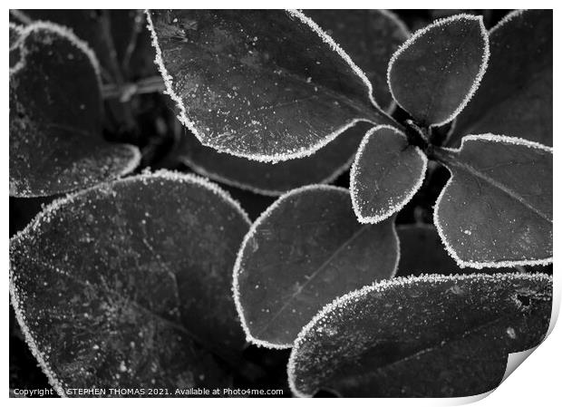 Frosted Lilac Shoots B/W Print by STEPHEN THOMAS