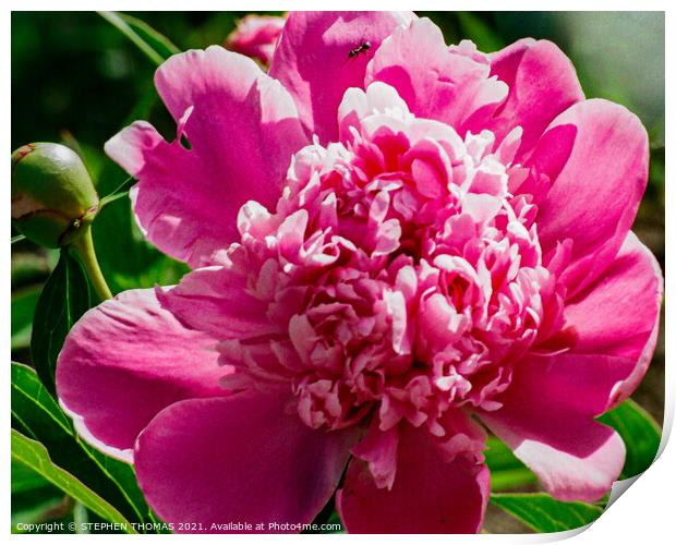 Pink Peony with Ant Print by STEPHEN THOMAS