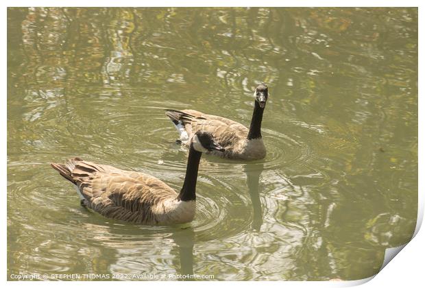 Canada Geese - Nice Day For A Swim, Eh? Print by STEPHEN THOMAS