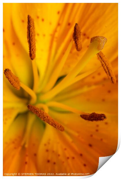 Yellow Lily Kapow! Print by STEPHEN THOMAS