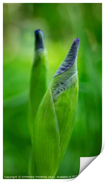 Purple Iris Buds Print by STEPHEN THOMAS