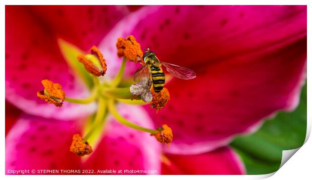 Hoverfly On An Oriental Lily Print by STEPHEN THOMAS