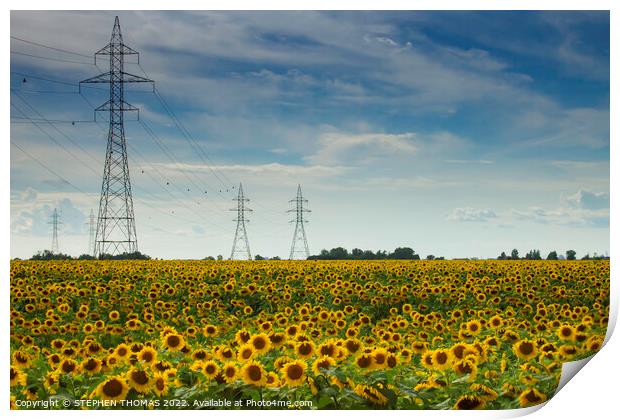 Sunflower with Power Print by STEPHEN THOMAS