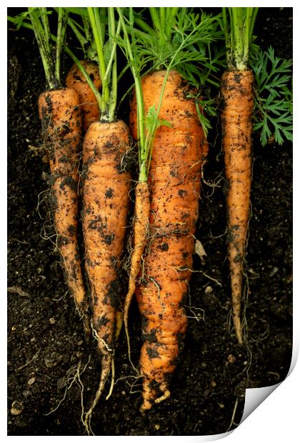 The Carrots  Print by STEPHEN THOMAS