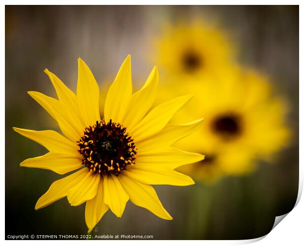 Yellow Wild Sunflower Close-up Print by STEPHEN THOMAS