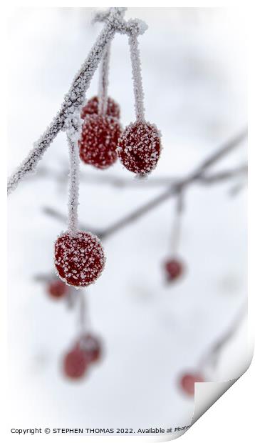 Little Frosty Crabapples Print by STEPHEN THOMAS